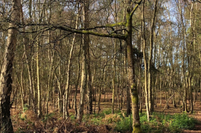 Warren Wood
