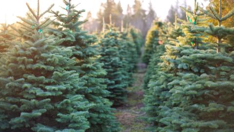 Christmas Trees