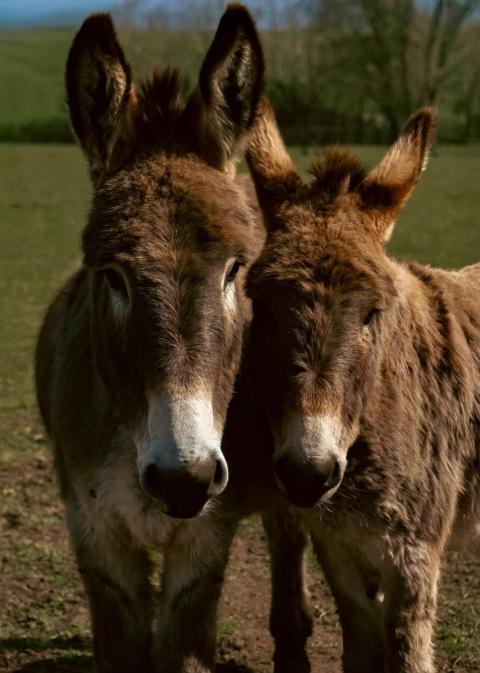 Donkey
