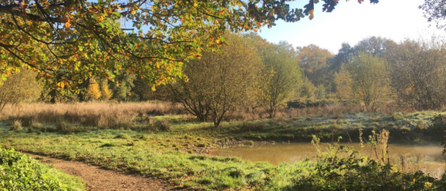 Rook's Nest Wood