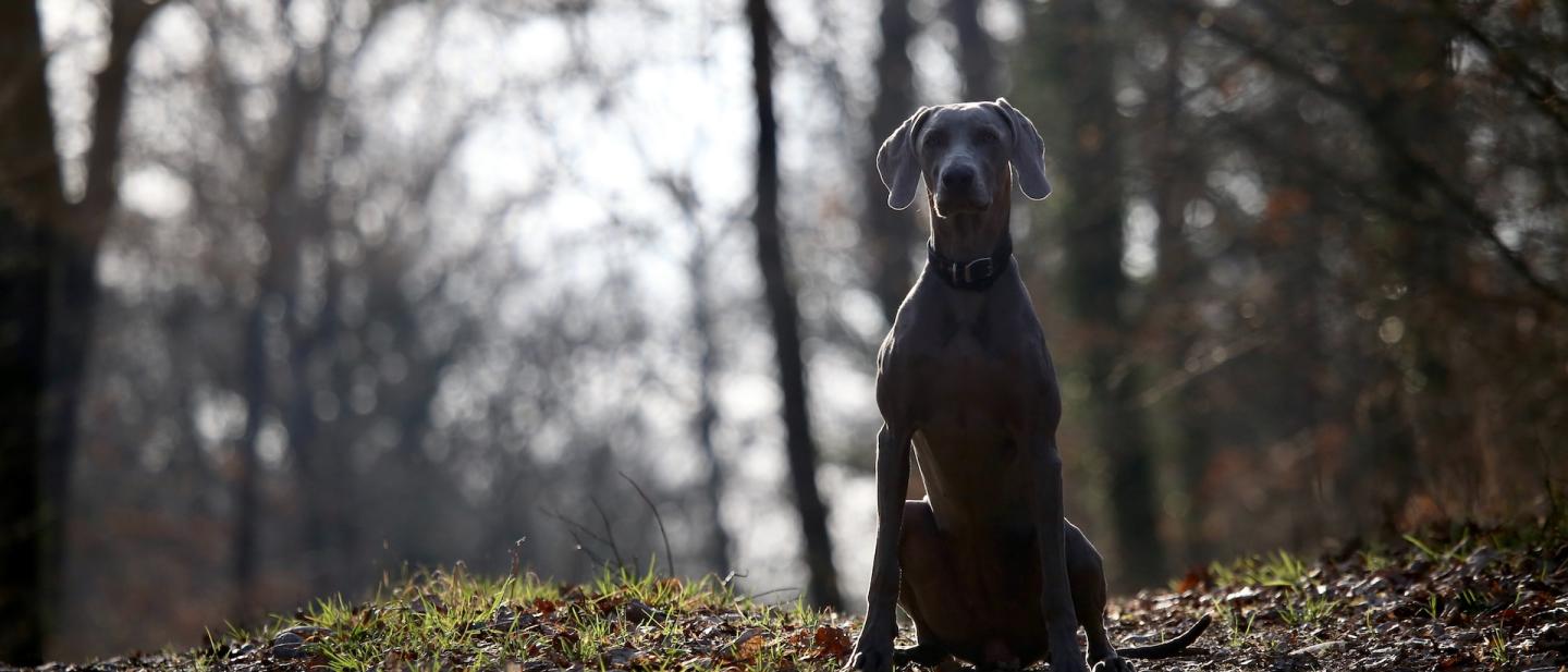 beautiful dog sat down in the woods