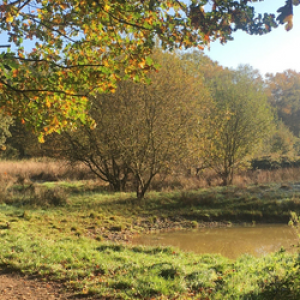 Rook's Nest Wood