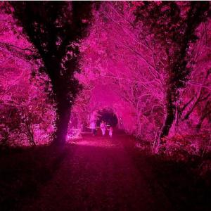 Glow Walk